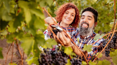 Master de Formación Permanente en Enoturismo