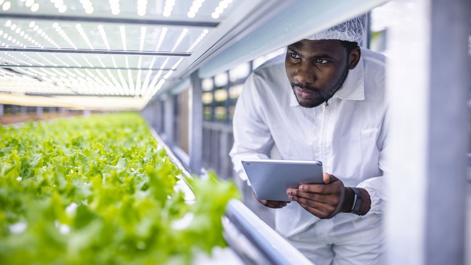 La biotecnología en la agricultura posibilita obtener plantas con mejores propiedades nutricionales, reducir el uso de pesticidas y optimizar los recursos naturales